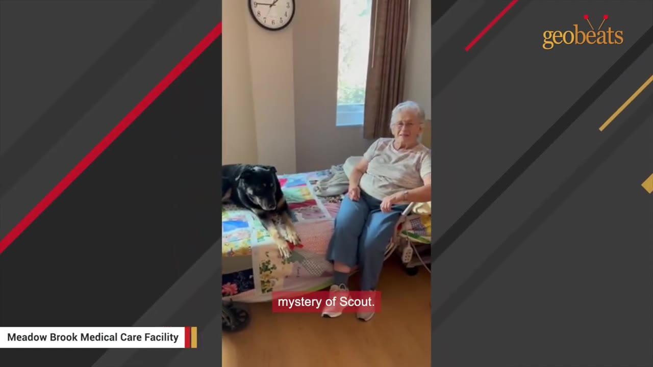 A black and tan dog named Scout lies on a colorful quilt on a bed next to an elderly woman sitting in a medical care facility room.