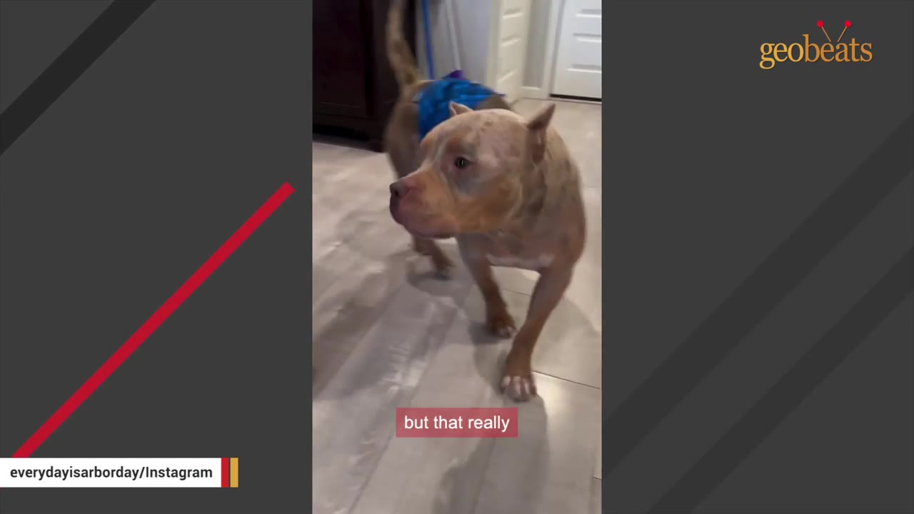 A close-up shot of a tan pit bull dog wearing a blue diaper walking indoors.