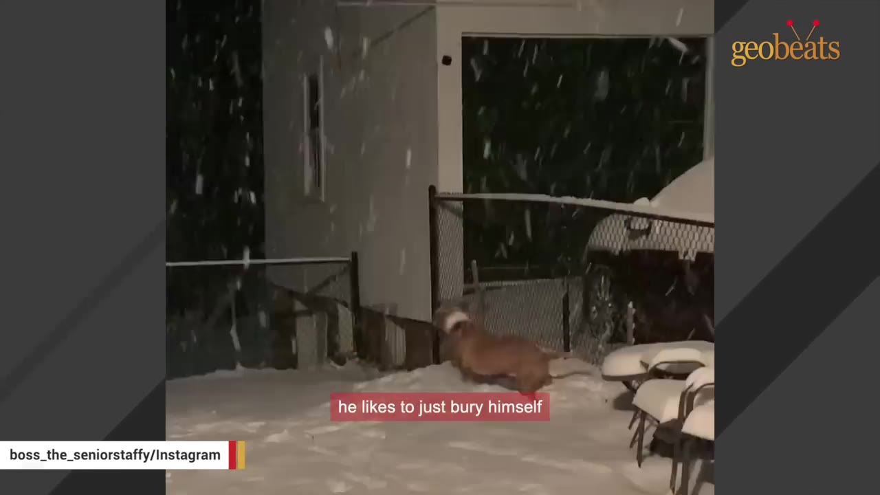 A brown and white dog runs through a snow-covered yard at night as snow falls.