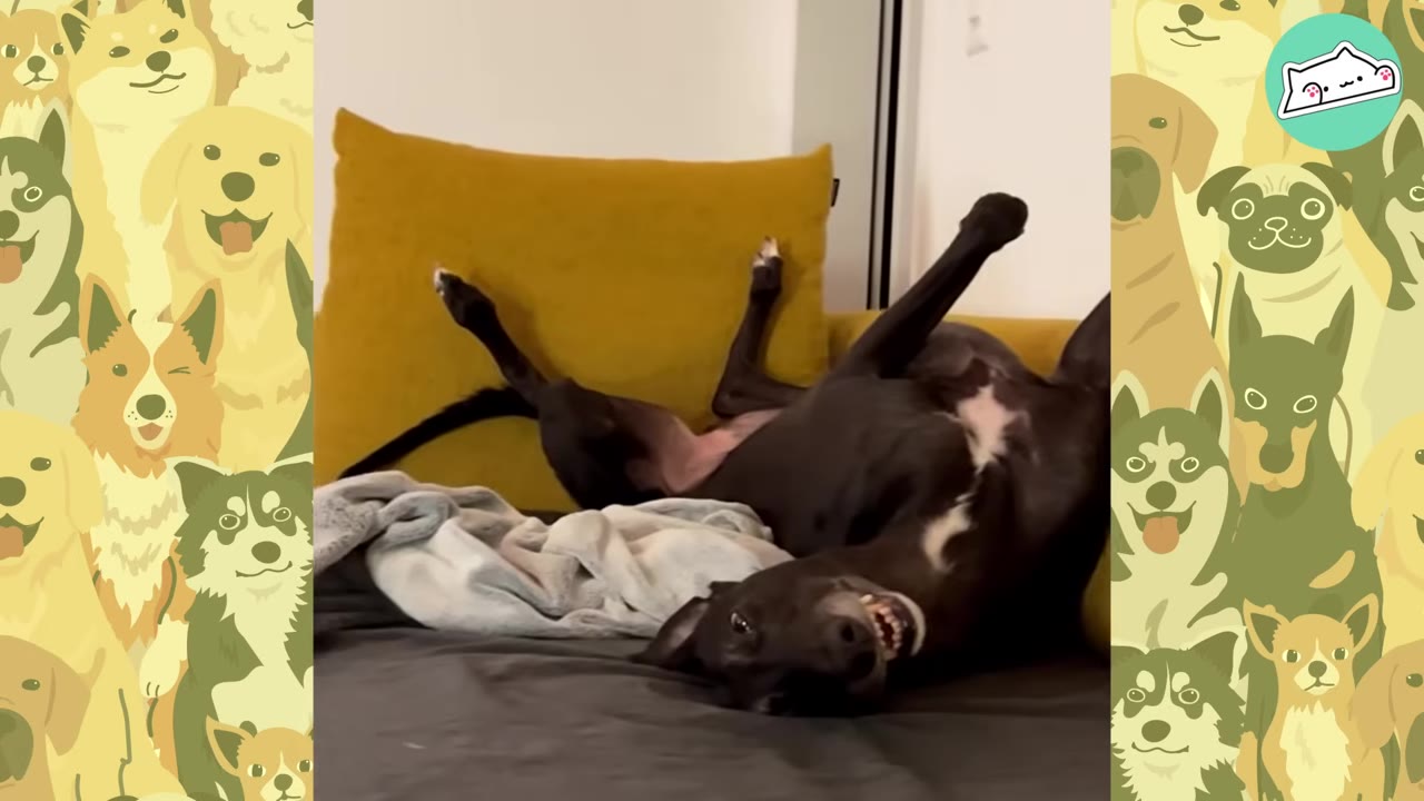 A black greyhound lies upside down on a couch with its legs in the air, showing its teeth in a goofy grin.