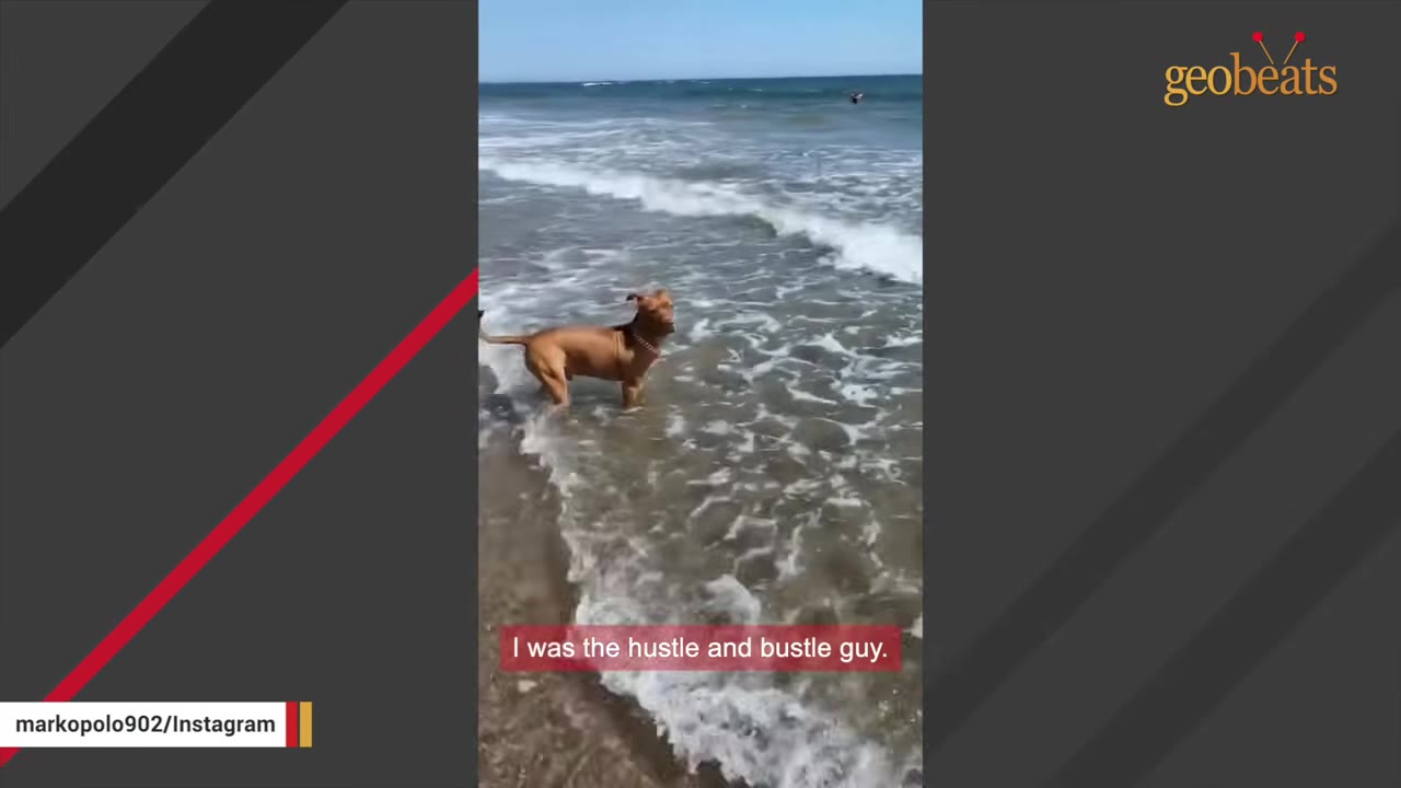 A brown dog stands in the shallow ocean waves near a sandy beach under a clear blue sky.