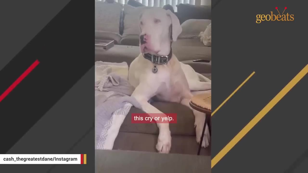 A white Great Dane wearing a collar sits on a couch, looking off to the side.