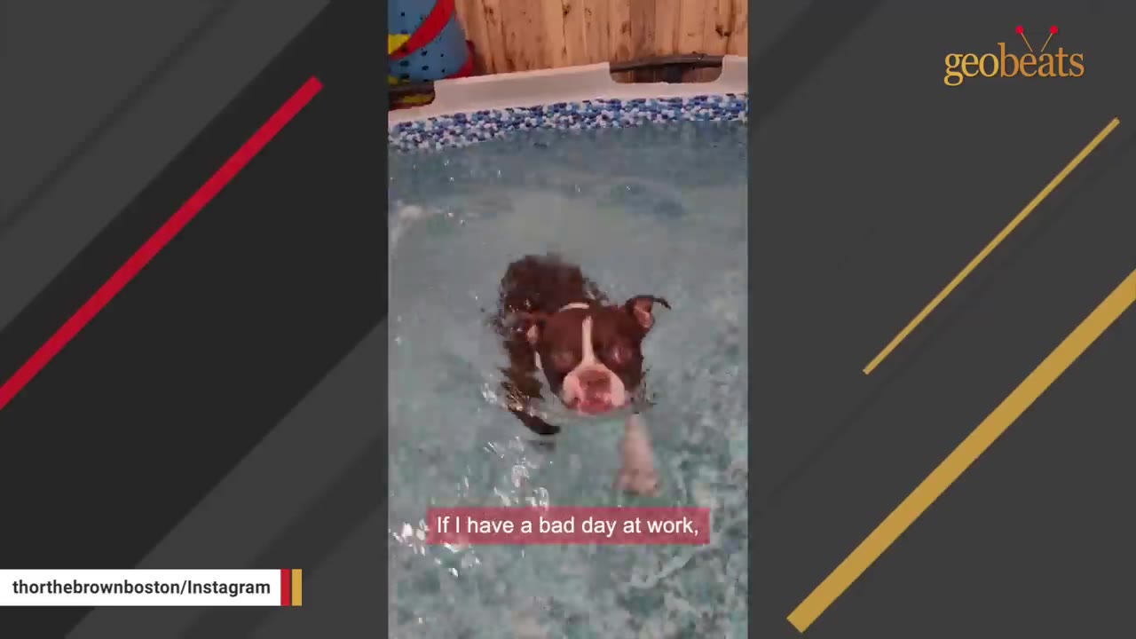 A brown and white Boston Terrier swims in an indoor pool, looking directly at the camera.