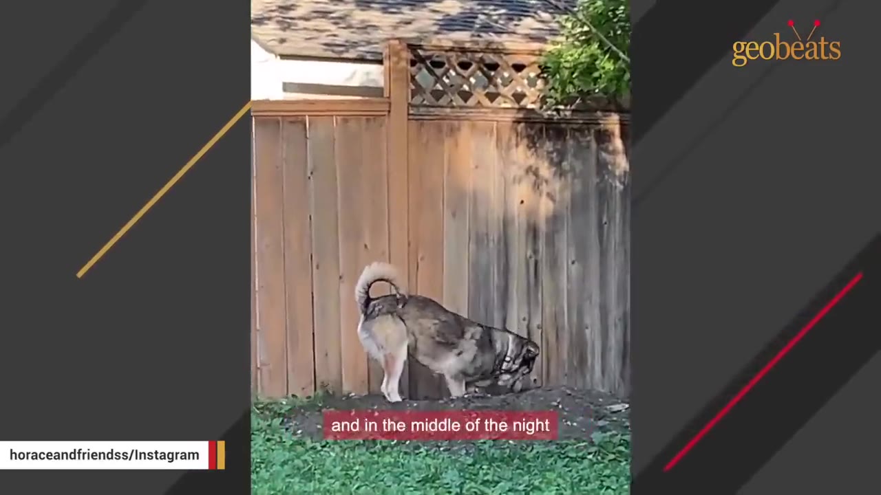 A fluffy grey and white dog stands near a wooden fence in a backyard.