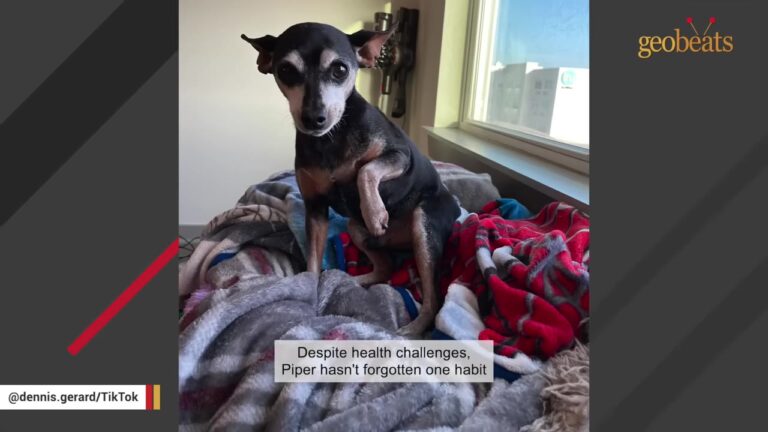 Senior Florida Dog Stopped Barking And Began Crying Through His Most Confusing Nights