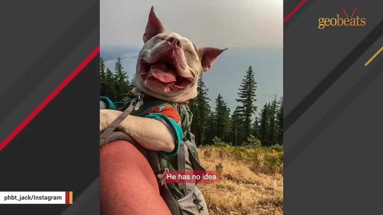 A happy white dog with brown patches smiling with his eyes closed and tongue out while being carried in a backpack on a scenic mountain hike.