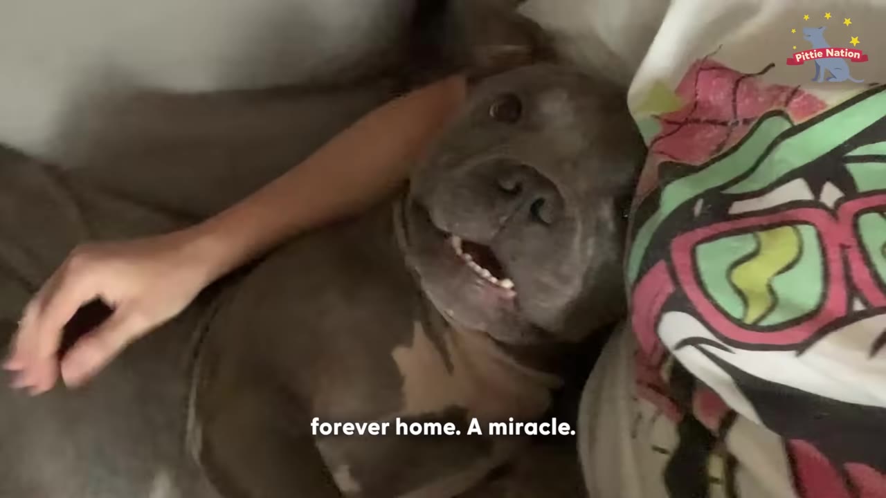 A healthy grey pit bull dog lying on its back, looking up with a happy expression while being petted by a person.