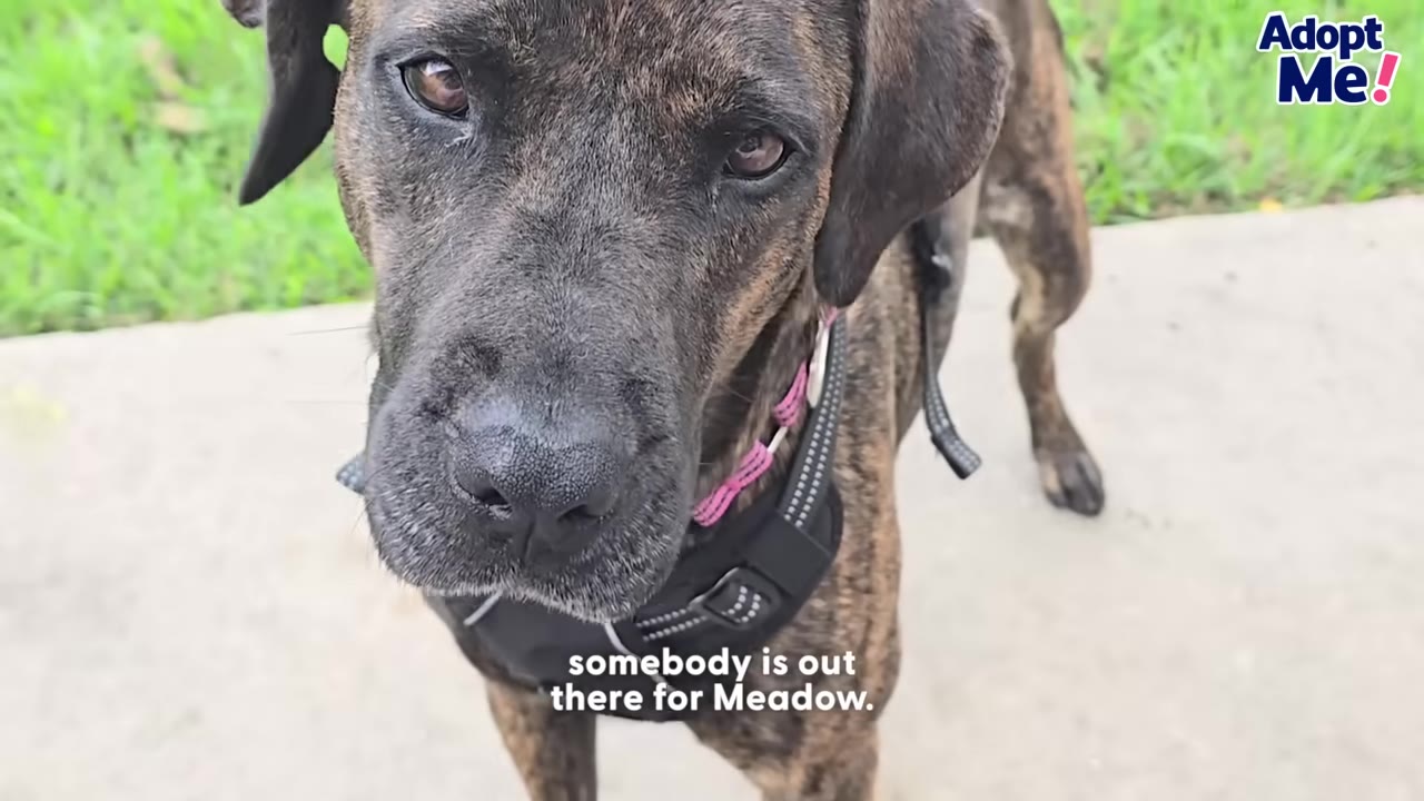 A close-up shot of a brindle dog named Meadow looking directly into the camera with a gentle expression, wearing a black harness.
