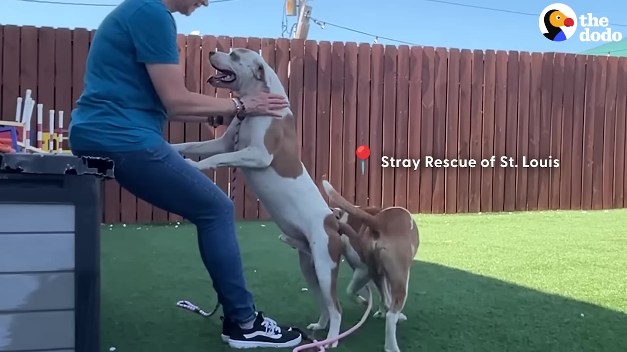 A brown and white dog happily jumps up on a person sitting in a grassy yard with a wooden fence.