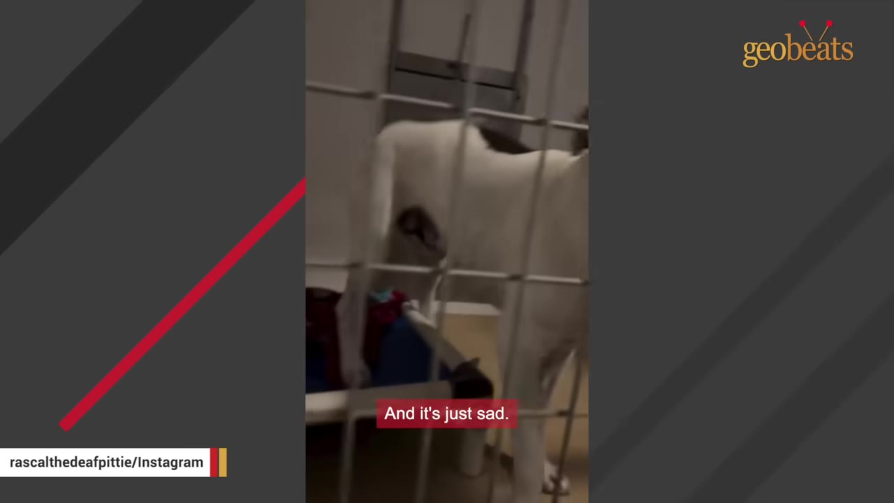 A white dog with dark patches stands behind a metal cage door in a shelter kennel.