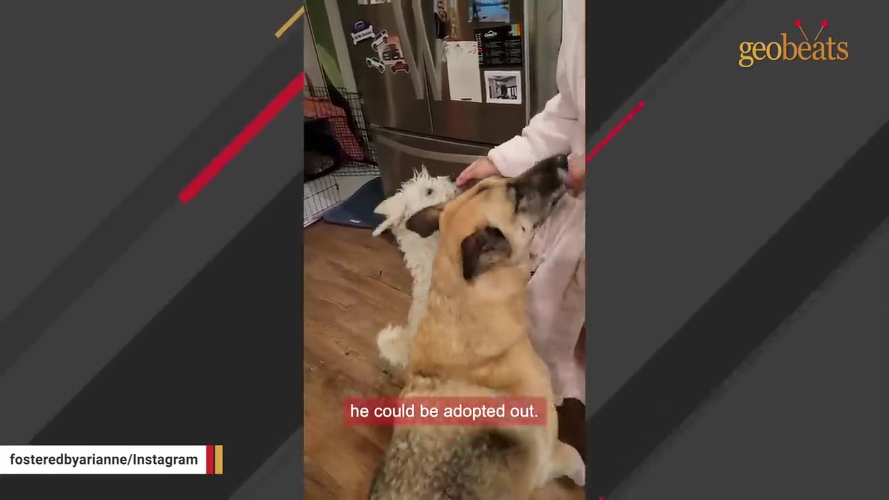 A small white dog and a larger tan dog stand on their hind legs in a kitchen, interacting with a person wearing a white robe.