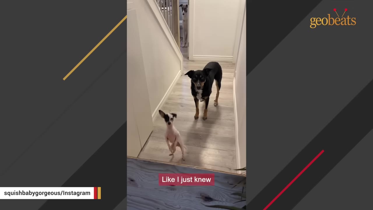 A small white dog with black spots stands on its hind legs in a hallway, in front of a larger black and tan dog.