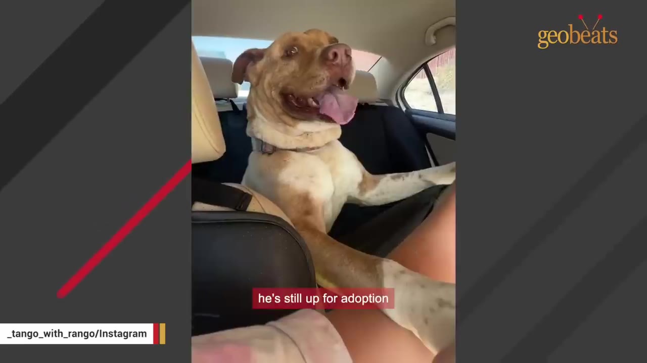 A tan and white dog named Rango sits in the back seat of a car, smiling with his tongue out, with a text overlay that reads 'he's still up for adoption'.