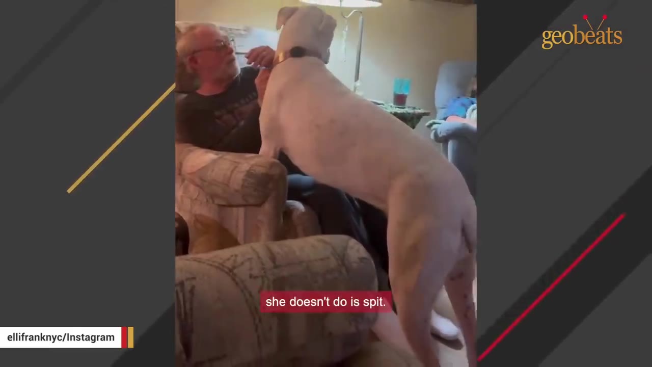 A tall, white dog stands on its hind legs next to a man sitting in an armchair, showing off its long, llama-like neck and body.