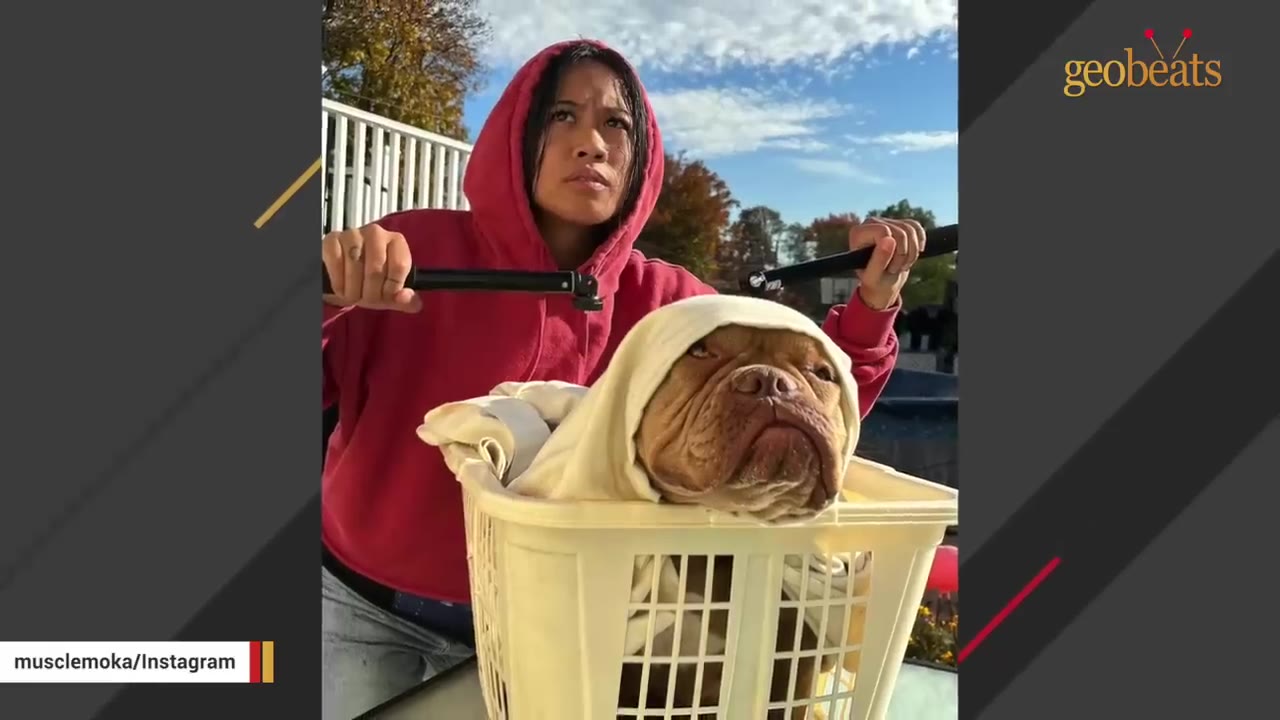 A woman in a red hoodie carries a brown dog wrapped in a white towel inside a laundry basket.