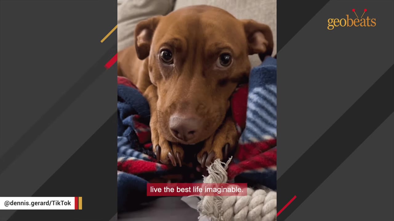 A close-up of a brown dog with wide, expressive eyes resting its chin on a colorful blanket.