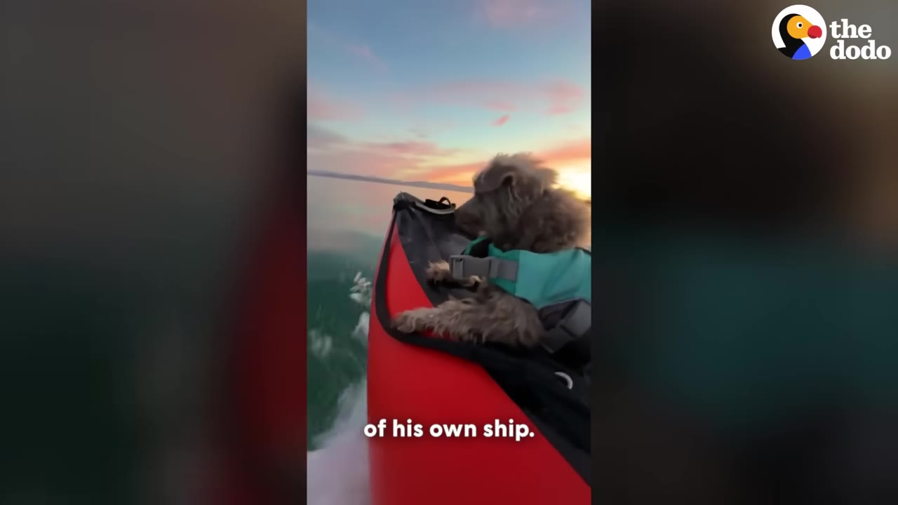 A fluffy brown dog wearing a teal life vest stands at the bow of a red boat, looking out over calm water during a sunset.