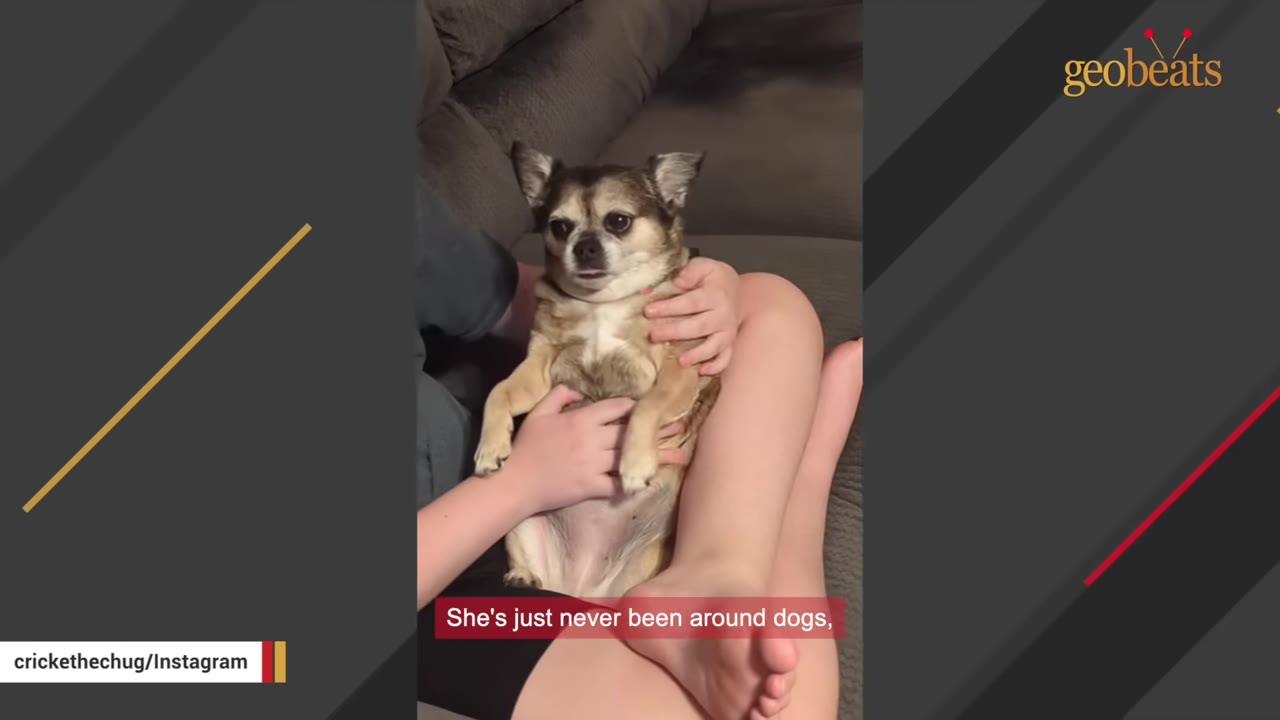 A small brown and white dog sitting upright on a person's lap on a couch, looking directly at the camera.
