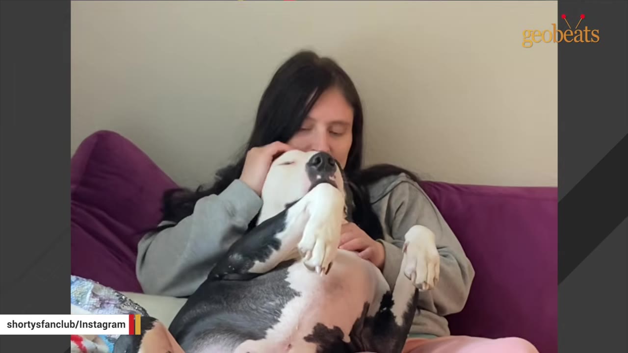 A woman with long dark hair sits on a purple couch, gently petting a black and white dog that is lying on its back in her lap.