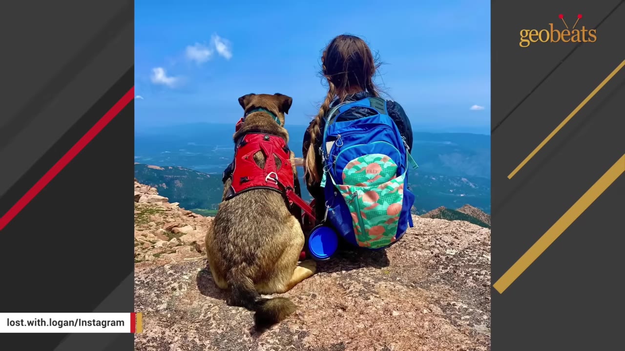 A dog wearing a red harness sits next to a person with a blue backpack on a rocky mountain peak, looking out at a scenic view of hills and a blue sky.