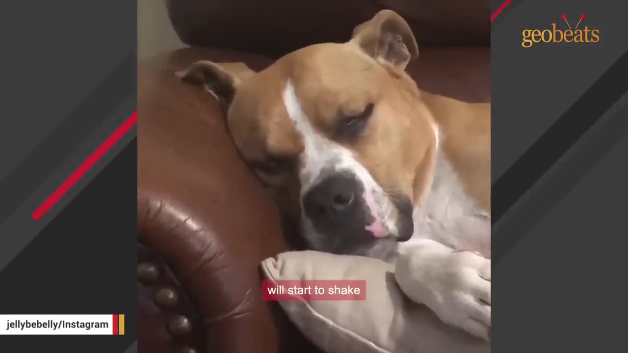 A close-up of a brown and white dog resting its head on a pillow on a brown leather couch.
