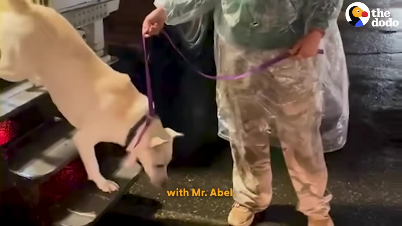 A light-colored dog named Abel is led down steps on a purple leash by a person wearing a clear plastic rain poncho.