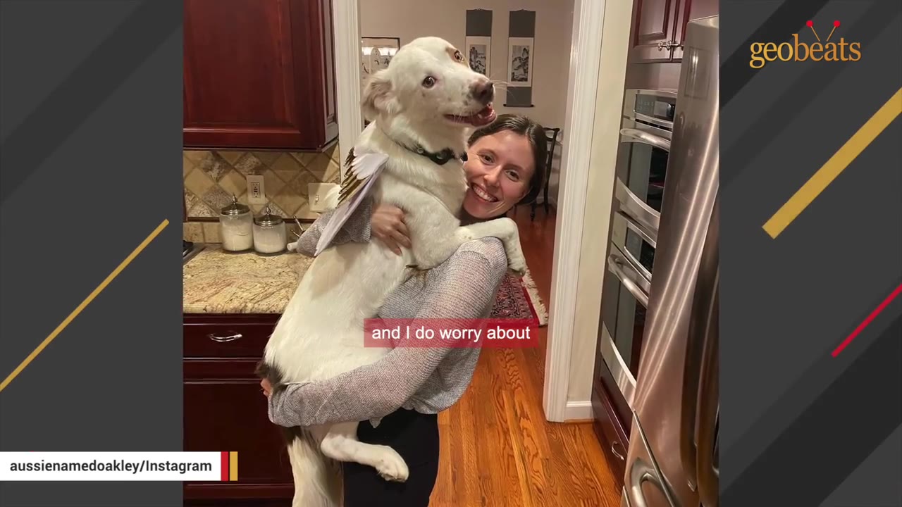 A smiling woman holds a large white dog with angel wings in her arms inside a kitchen.