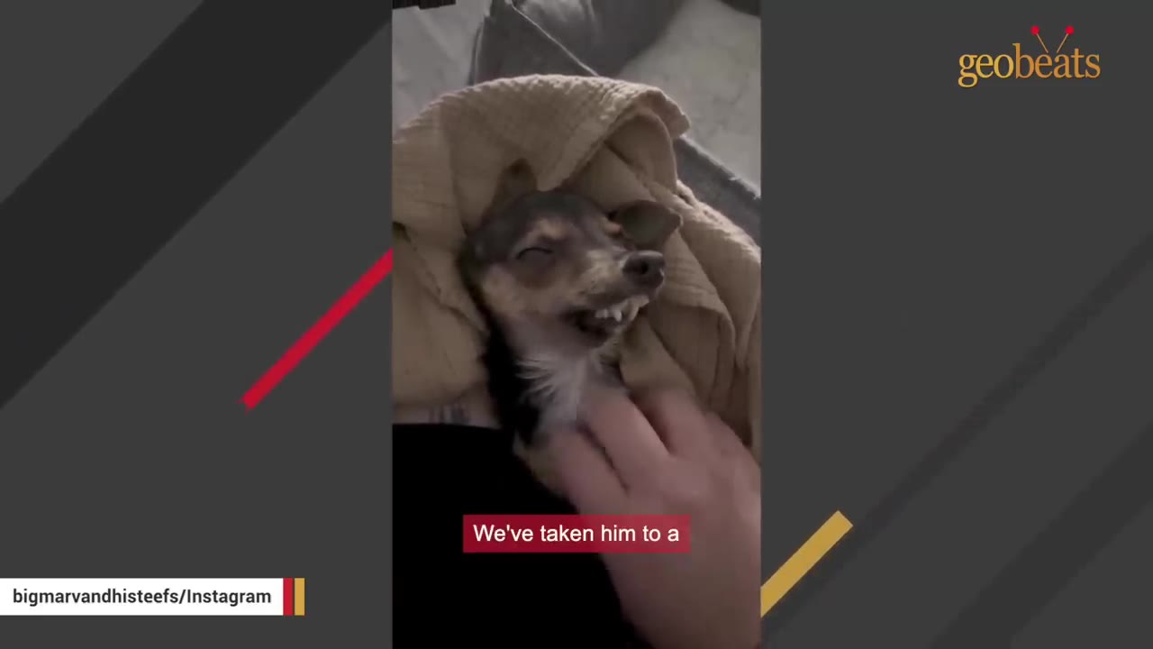 A small dog wrapped in a tan blanket squinting its eyes and showing its teeth while a hand gently rubs its chest.
