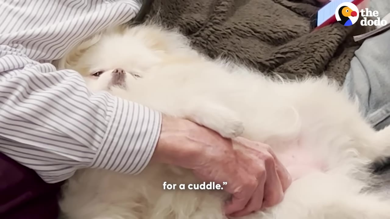 A close-up shot of a fluffy white dog lying on its back in a man's lap, being gently petted on its belly.