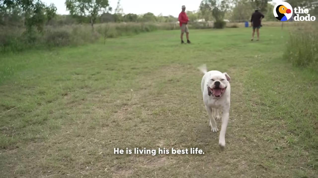 A happy white dog runs across a grassy field with a wide smile, while two people stand in the background.