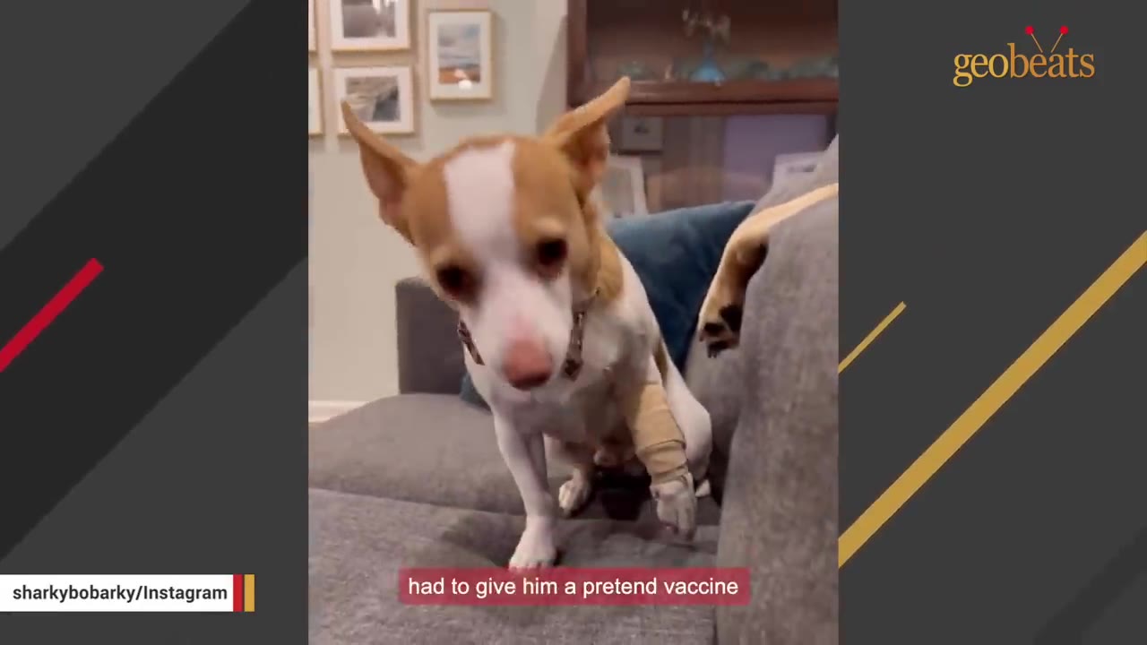 A small brown and white dog sits on a grey couch with a beige bandage wrapped around its front leg.