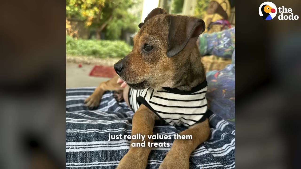 A healthy brown puppy wearing a black-and-white striped shirt rests on a blue and white striped blanket.