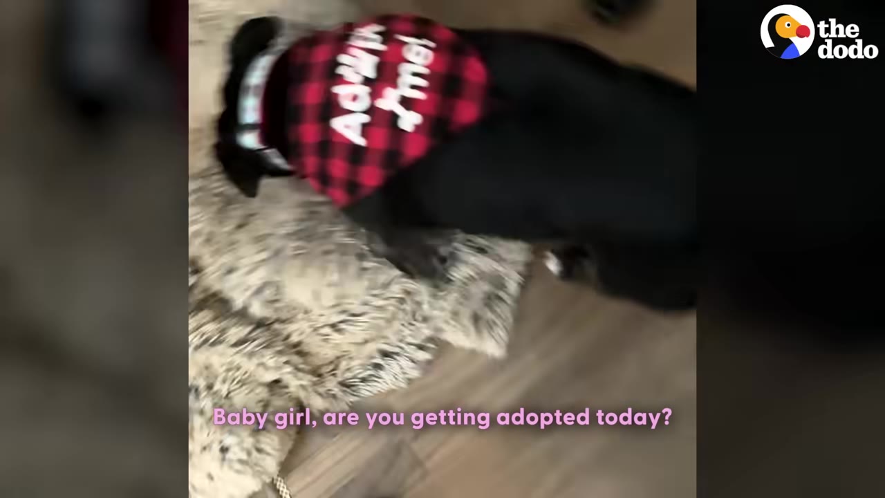 A black dog wearing a red and black plaid bandana that reads "Adopt me!" stands on a fluffy rug.