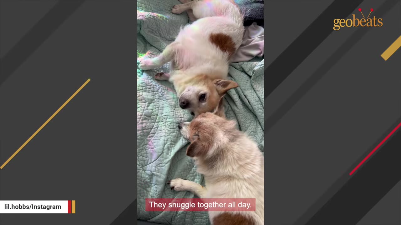 Two senior fluffy dogs lie close together on a light green quilted blanket, snuggling.