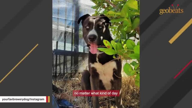 California Couple Was About To Leave The Shelter When A Volunteer Said, “You Need To Meet This Dog”