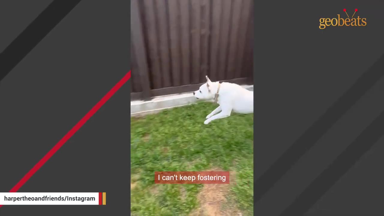 A white dog running across a grassy yard next to a wooden fence.