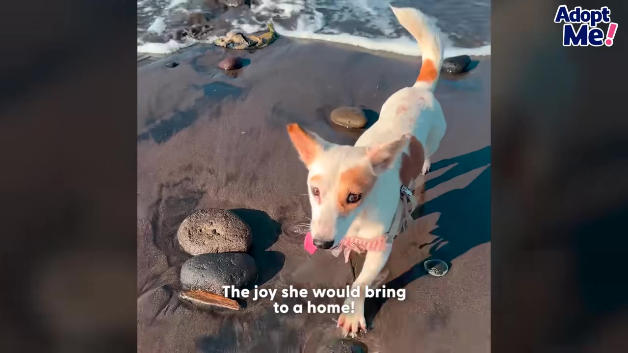 A white and tan dog wearing a pink collar walks on a dark sand beach near the ocean waves, with an 'Adopt Me!' logo in the top right corner.