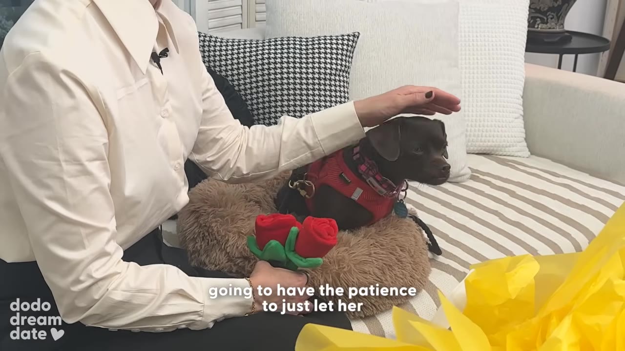 A close-up of a small brown dog wearing a red harness, sitting in a fluffy brown pet bed on a striped couch while a person gently pets her head.