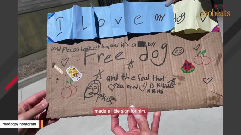 Abandoned California Dog Waited Through The Night With Only A Collar, Leash, And Note