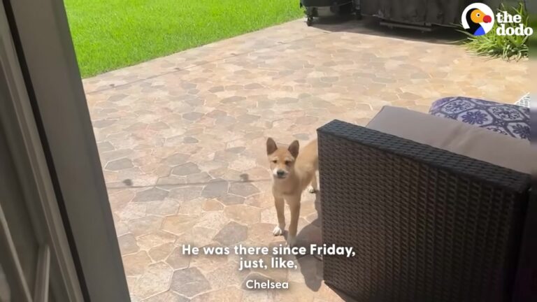 Texas Woman Finds A Howling “Coyote” In Her Backyard, But A Trip To The Vet Reveals The Sweetest Surprise