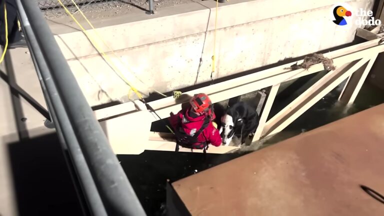 Terrified Dog Clung To A California Aqueduct Wall As Firefighters Tried Something Unusual To Reach Him