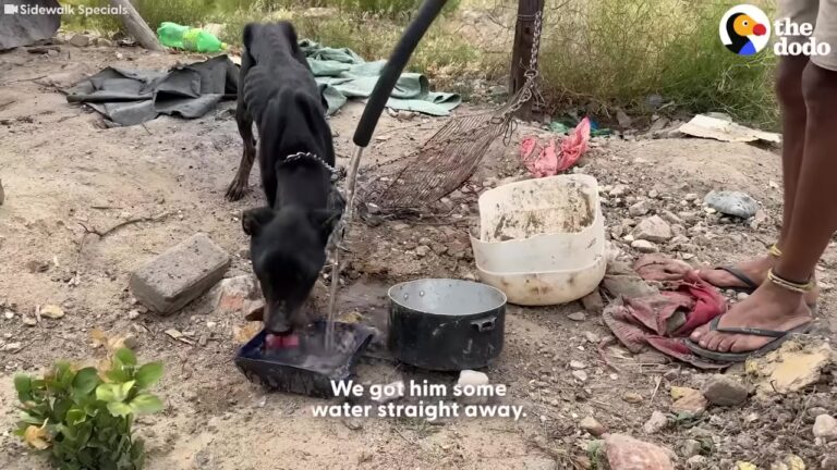 Terrified Texas Dog Was Left Alone In The Heat, Too Weak To Escape The Chains