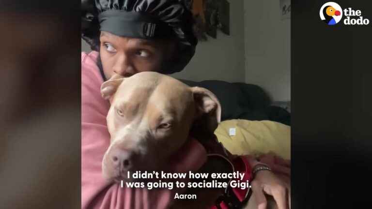 Sweet California Bully Breed Was Shunned On Walks As Strangers Crossed The Street To Avoid Her