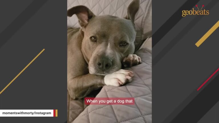 North Carolina Dog Lived On A Heavy Chain, But One Detail Revealed Just How Much He Had Endured
