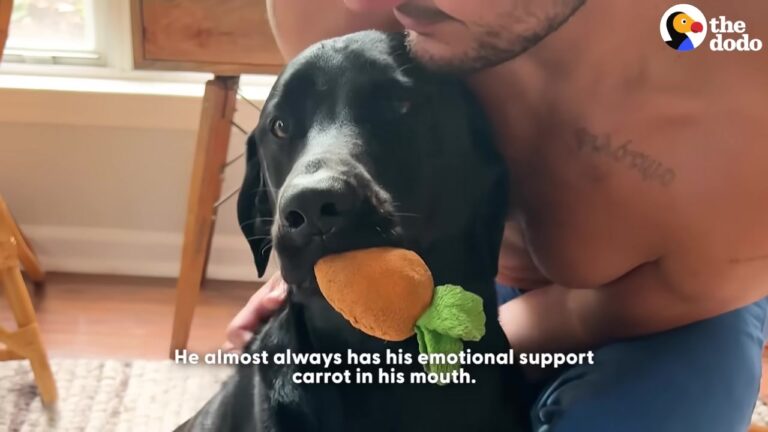 California Dog Needed A Way To Manage His Big Feelings, But His Adorable Solution Melted His Family’s Hearts
