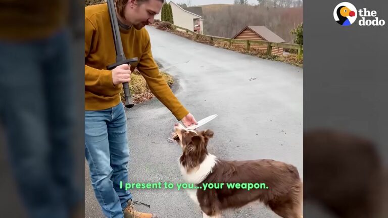 Washington Dog Watches Her Owners Practice Skits, Then Picks Up A Prop And Changes Their Lives Forever
