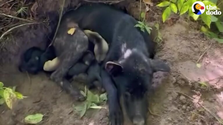 Rescuers Follow A Mysterious Dog Into A Texas Forest And Discover Something Hidden