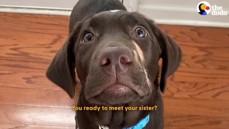 Georgia Families Separate Two Inseparable Puppies Then One Unexpected Message Brings Them Close