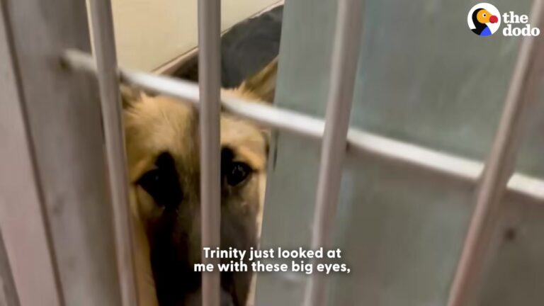Terrified California Puppy Flattened Herself Against A Cold Shelter Floor, Hoping The Scary World Would Fade Away