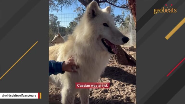 Pennsylvania Wolf Dog Was Left Neglected Behind A Chain-Link Fence As His Owner Became Too Ill To Care For Him
